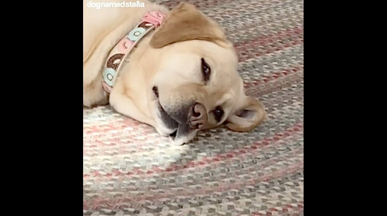 ラブラドールレトリーバー,動画