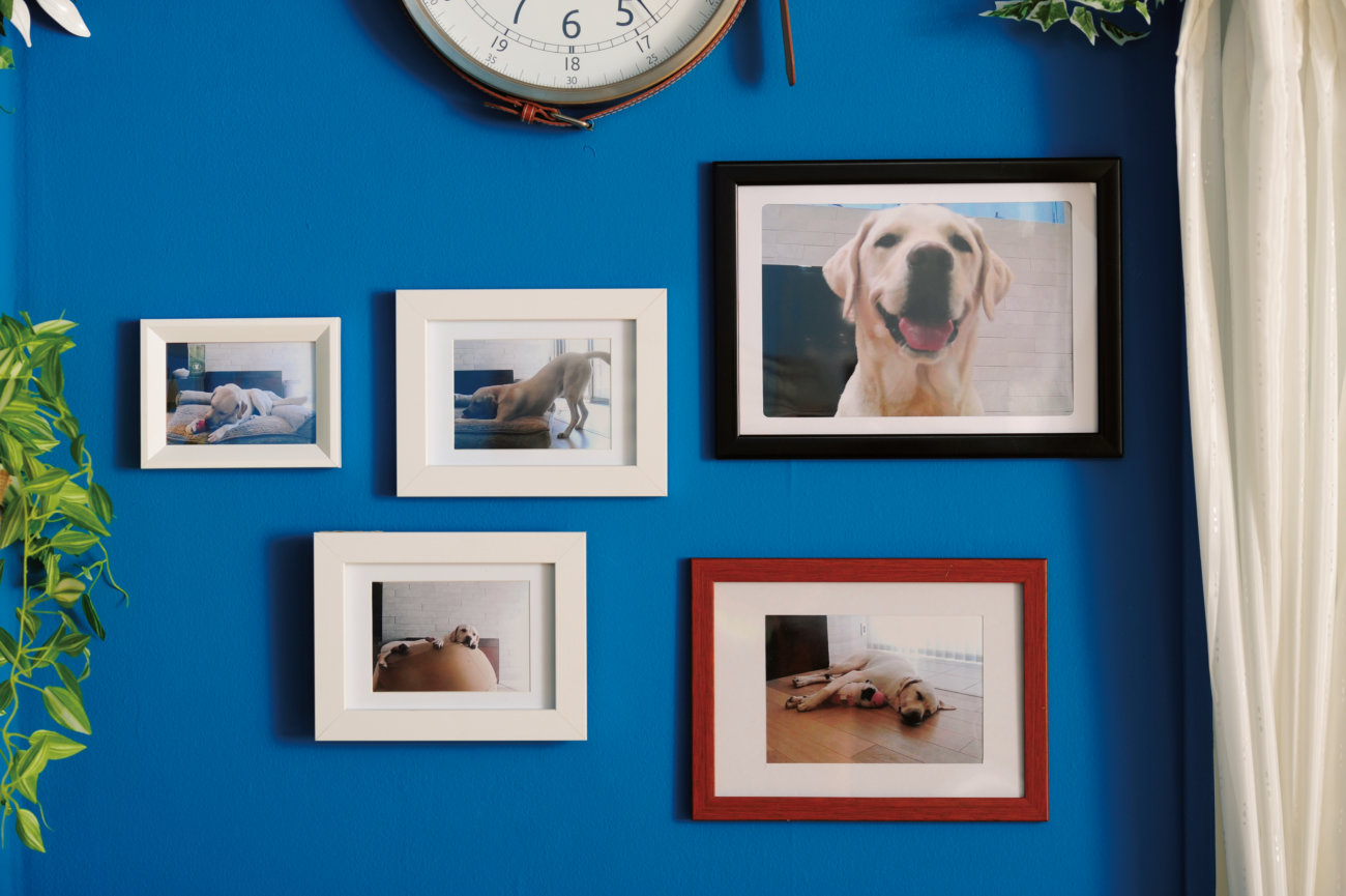 レトリーバー,パナソニック,見守りカメラ