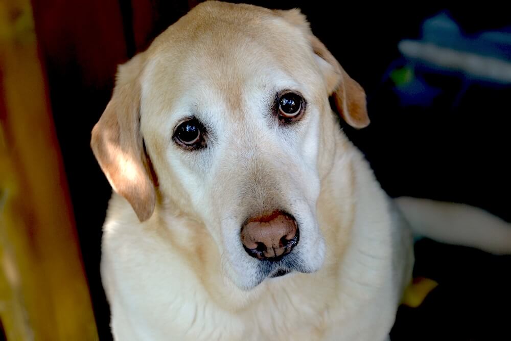 レトリーバー,マンボウやしろ