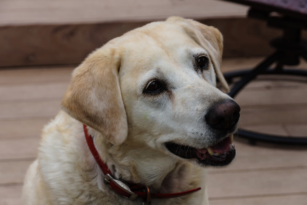 レトリーバー,マンボウやしろ