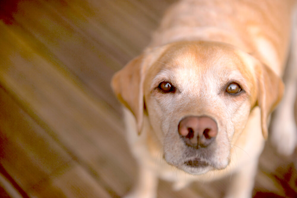 レトリーバー,マンボウやしろ