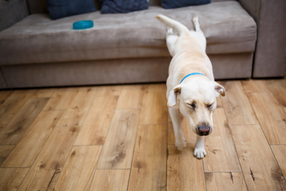 レトリーバー,マンボウやしろ