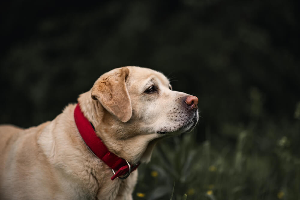 レトリーバー,マンボウやしろ