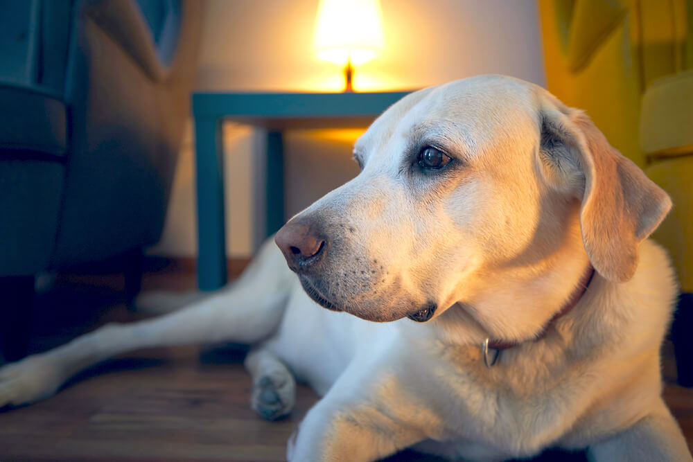 レトリーバー,マンボウやしろ