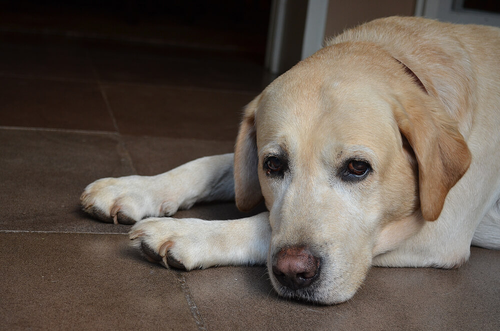 レトリーバー,マンボウやしろ