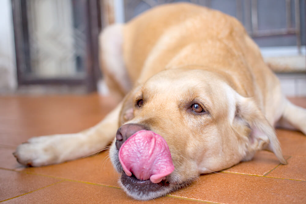 レトリーバー,マンボウやしろ