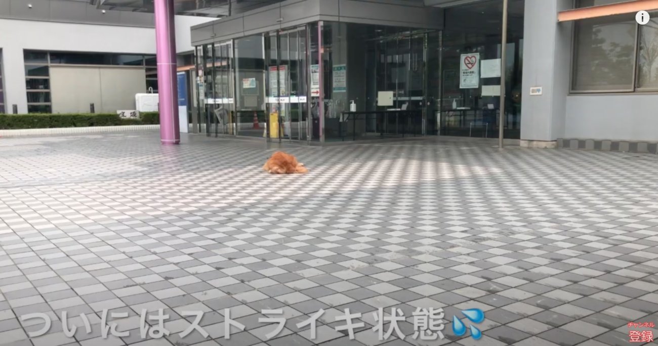 ゴールデンレトリーバー,動画