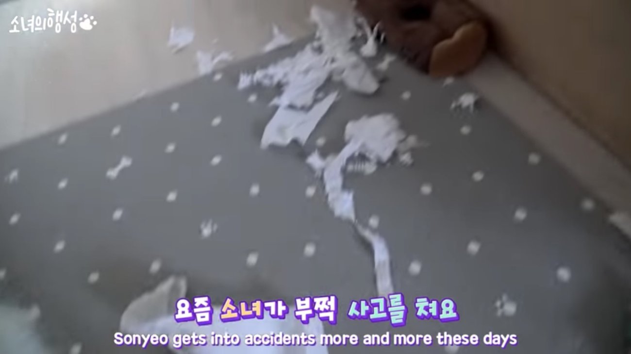 ラブラドールレトリーバー,動画