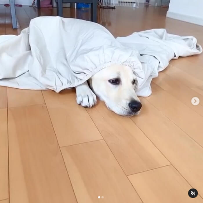 ラブラドールレトリーバー,動画