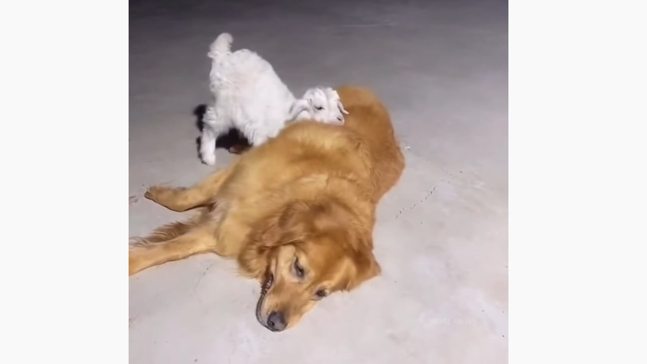 ゴールデンレトリーバー,動画