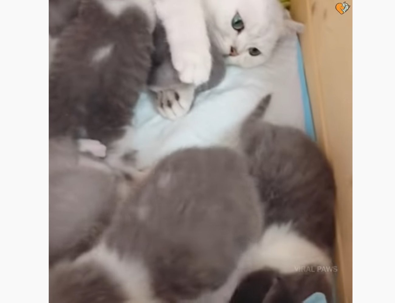 ゴールデンレトリーバー,動画