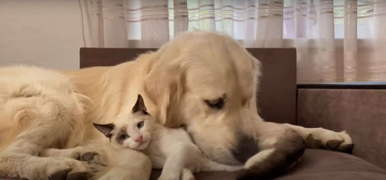 ゴールデンレトリーバー,動画