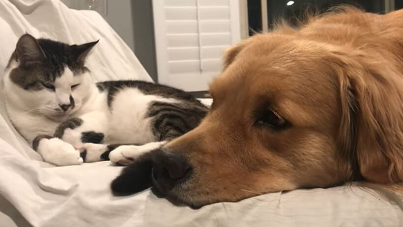 ゴールデンレトリーバー,動画