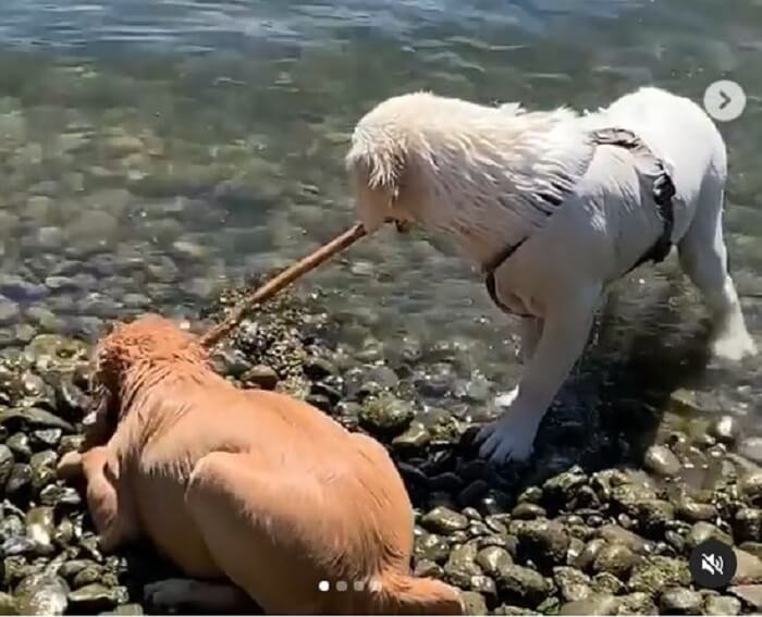 ゴールデンレトリーバー,動画