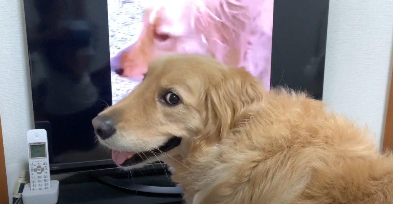 ゴールデンレトリーバー,動画