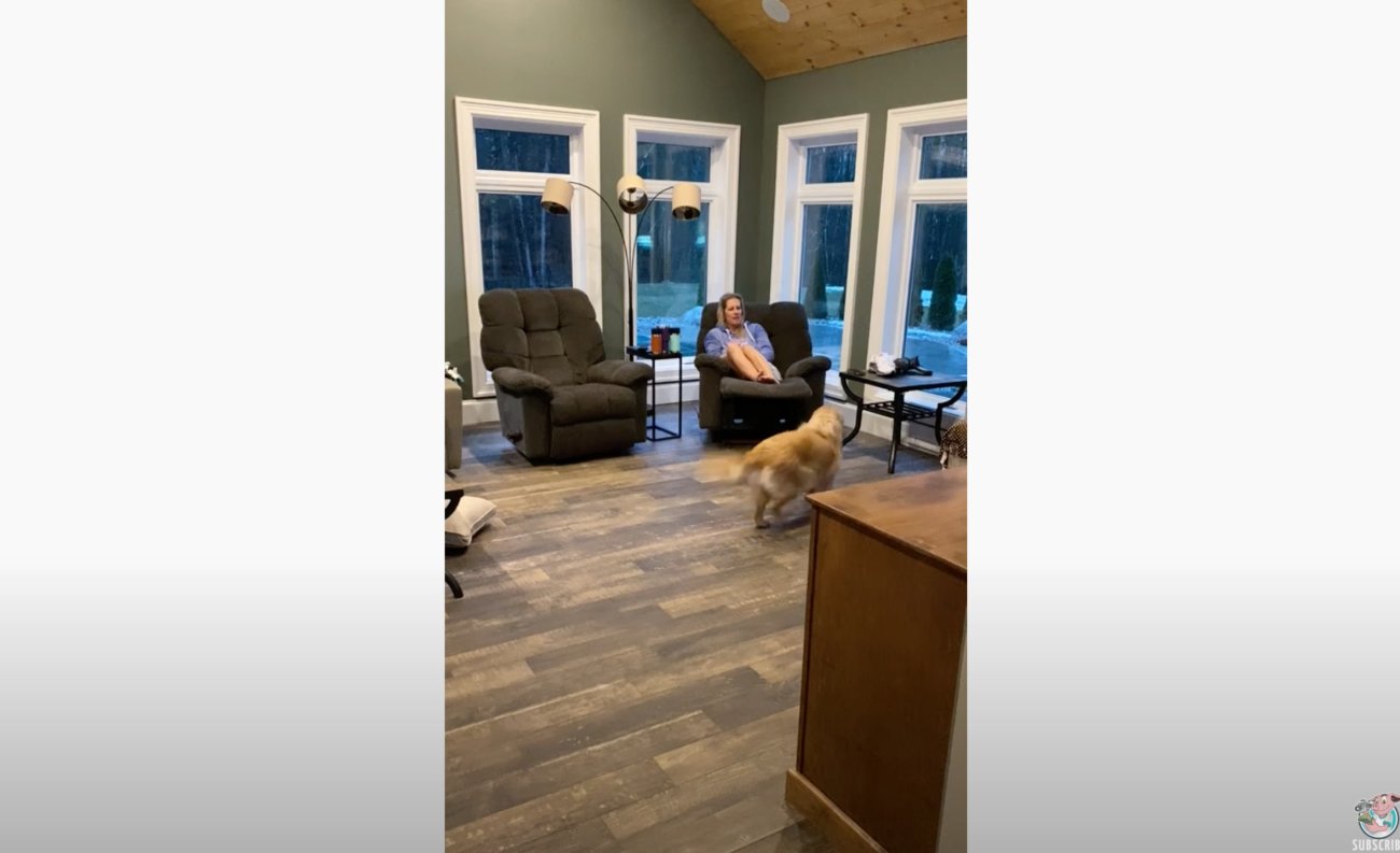 ゴールデンレトリーバー,動画