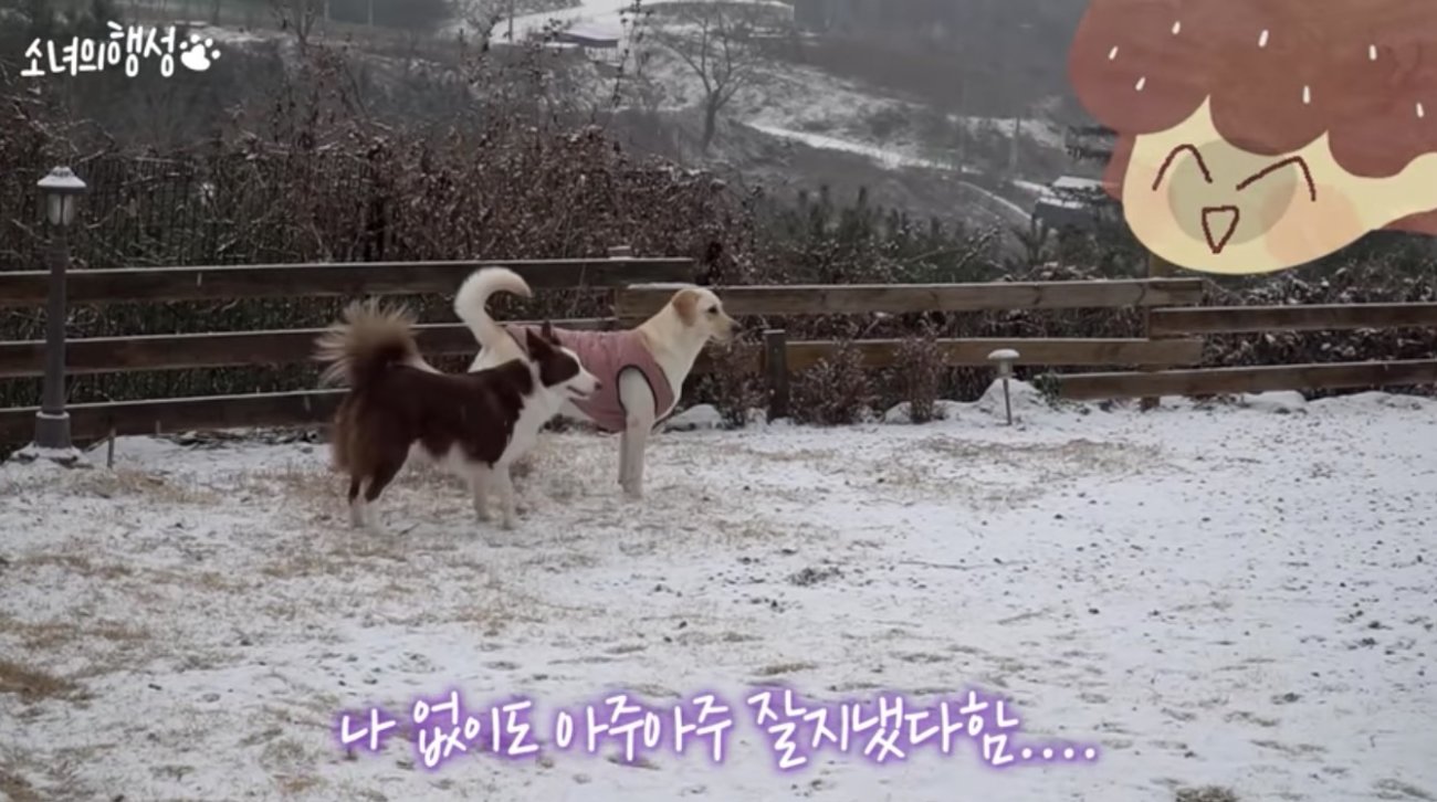 ラブラドールレトリーバー,動画