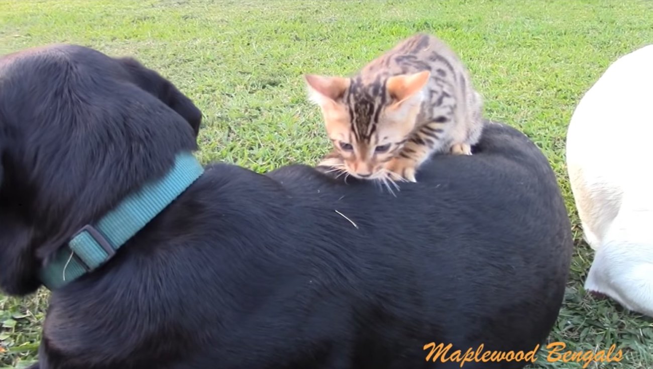 ラブラドールレトリーバー,動画