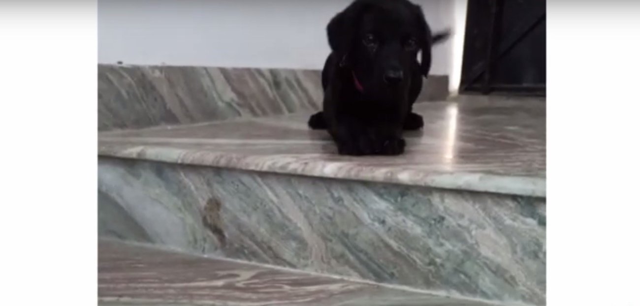 ラブラドールレトリーバー,動画