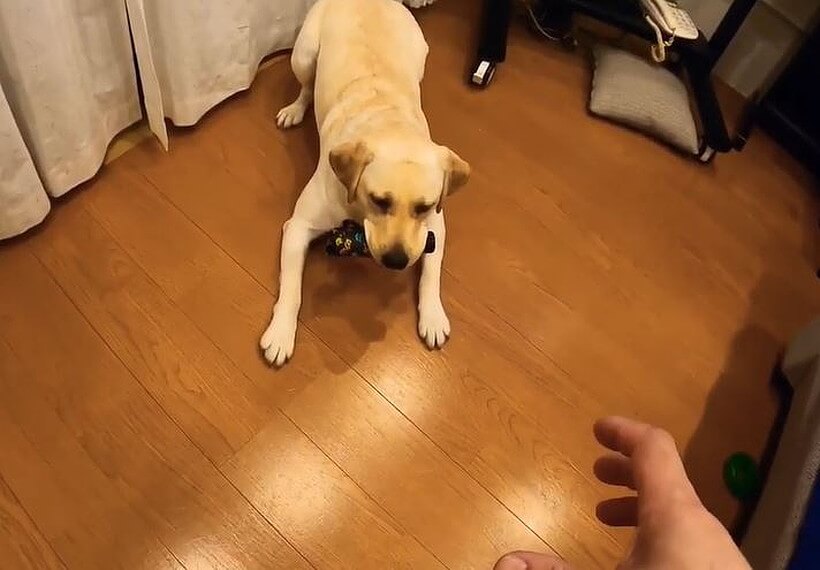 ラブラドールレトリーバー,動画