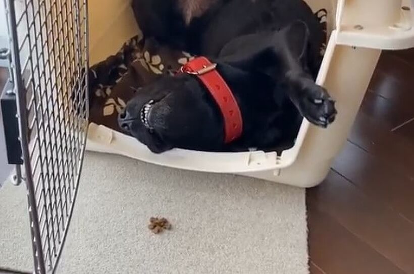 ラブラドールレトリーバー,動画