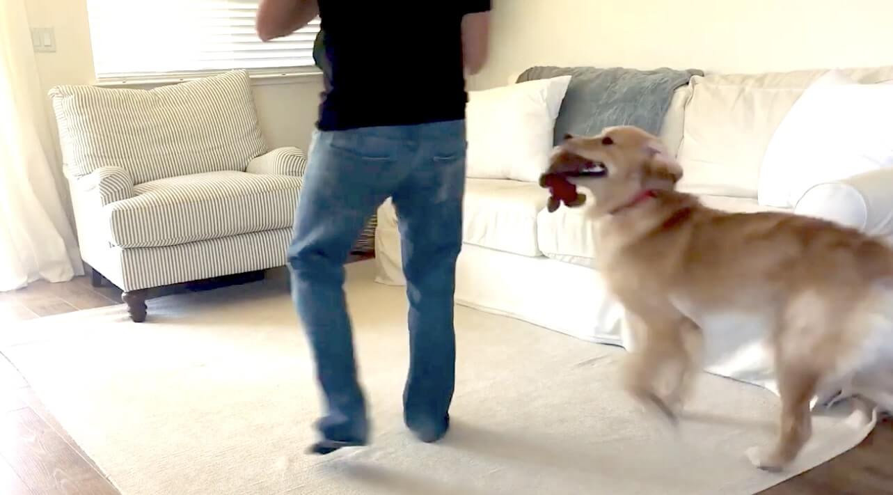 ゴールデンレトリーバー,動画