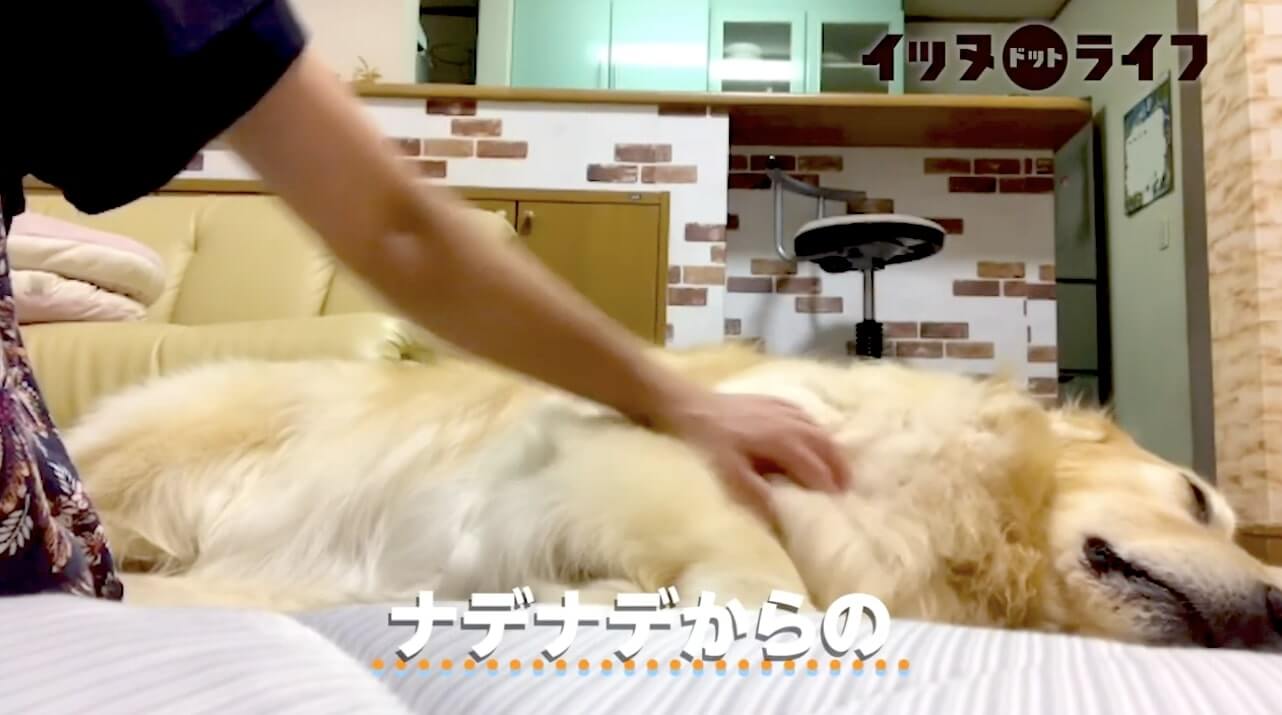 ゴールデン,動画,イッヌドットライフ