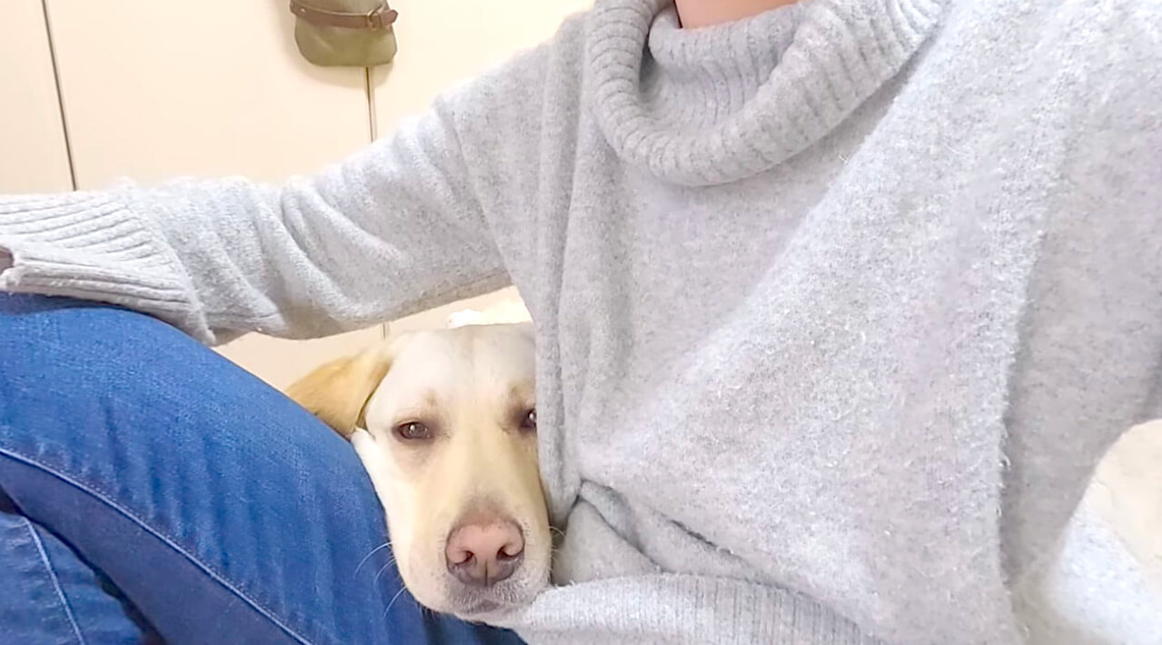 ラブラドールレトリーバー,動画