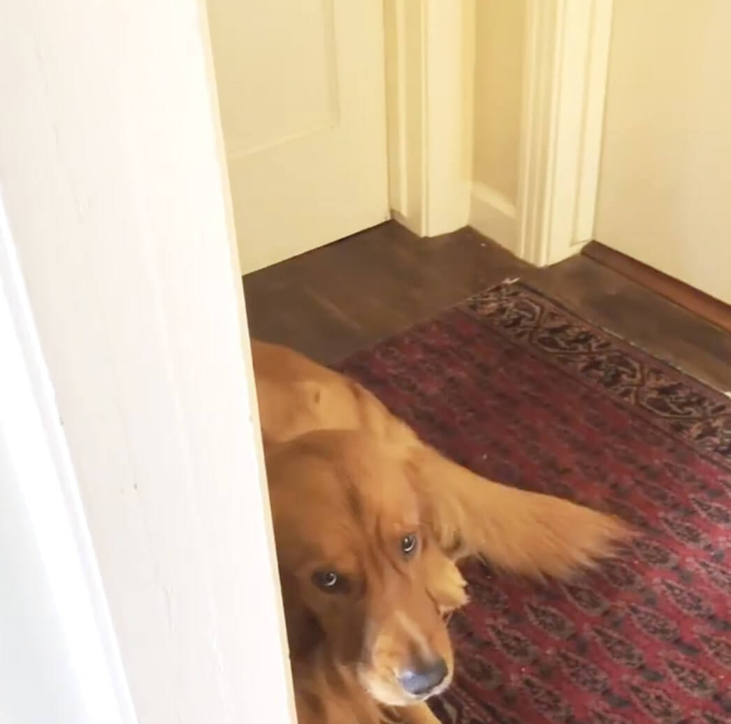 ゴールデンレトリーバー,動画