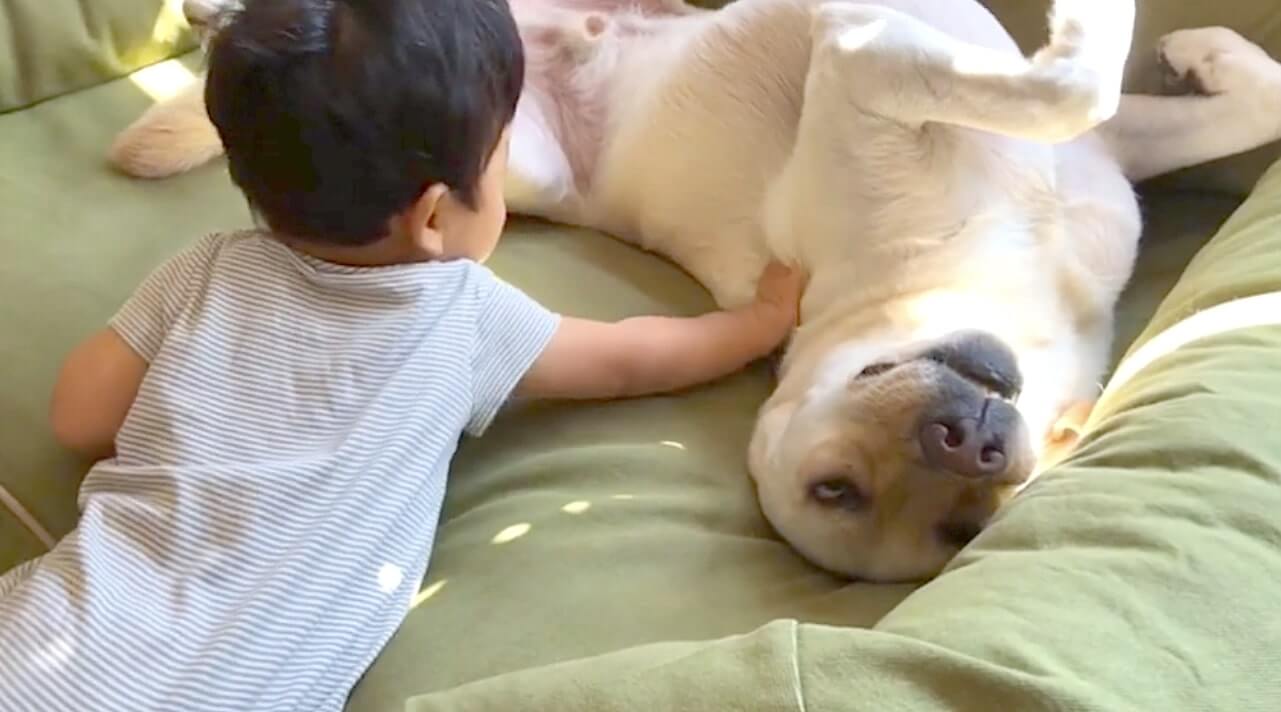 ラブラドールレトリーバー,動画