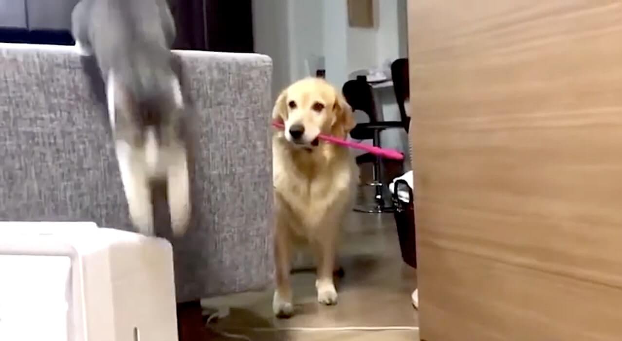 ゴールデンレトリーバー,動画