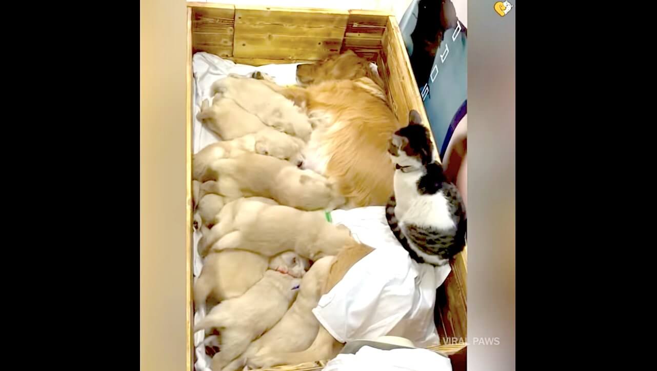 ゴールデンレトリーバー,動画