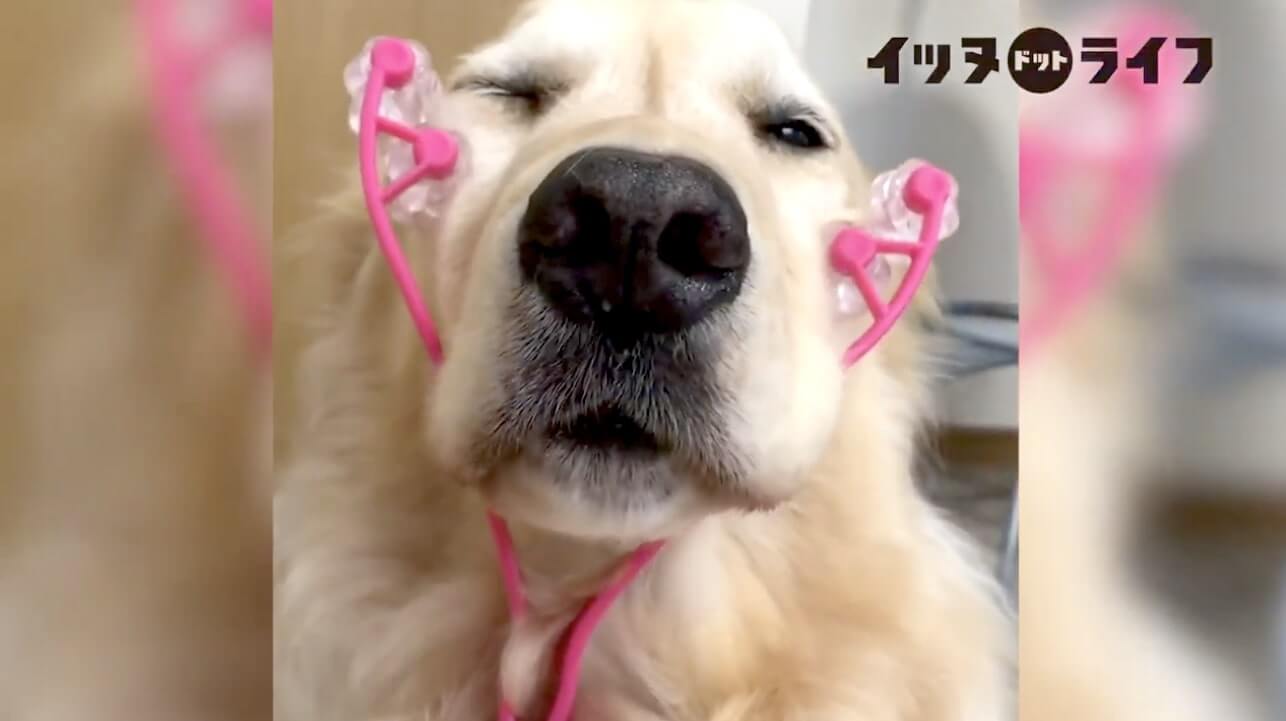 ゴールデン,動画,イッヌドットライフ