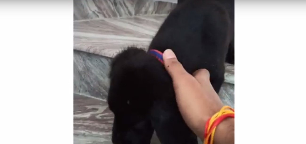 ラブラドールレトリーバー,動画