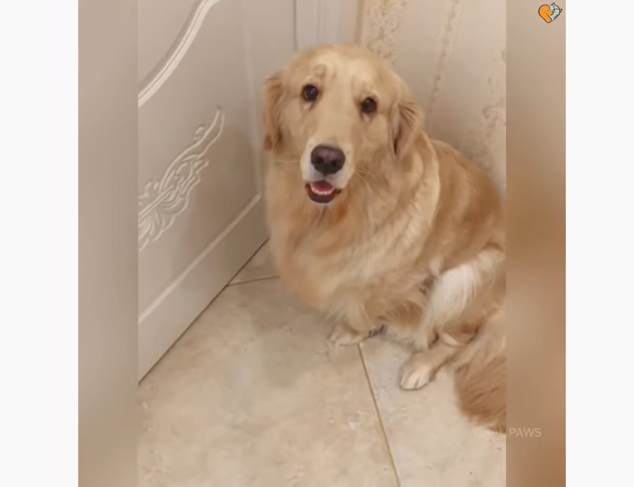 ゴールデンレトリーバー,動画