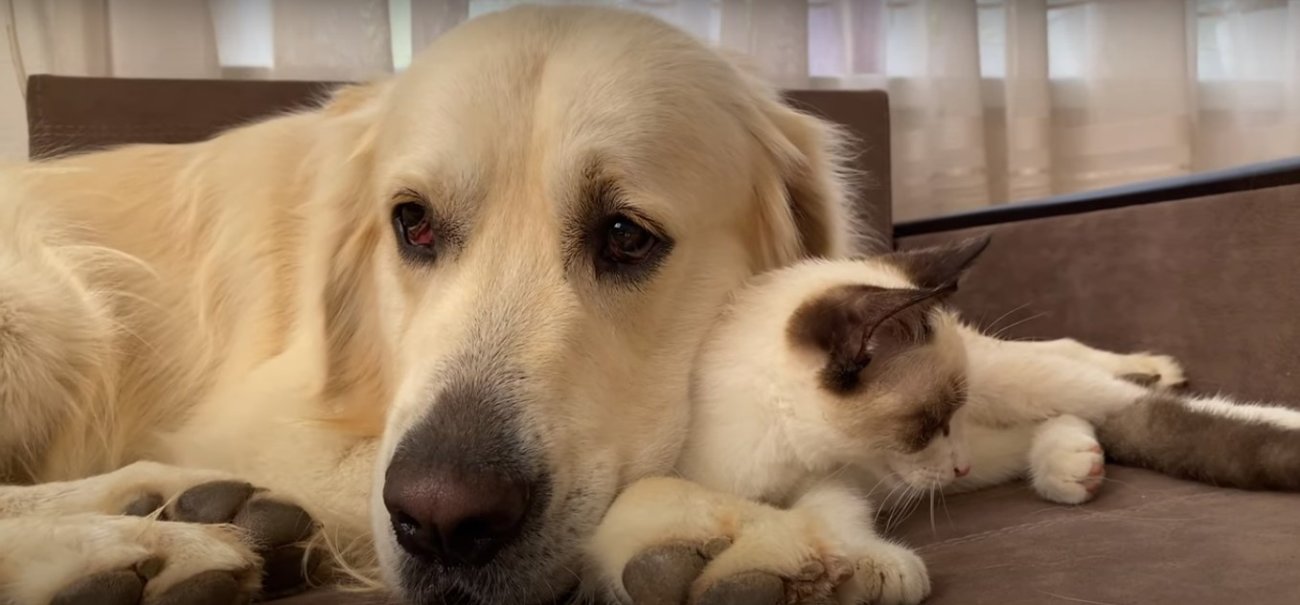 ゴールデンレトリーバー,動画