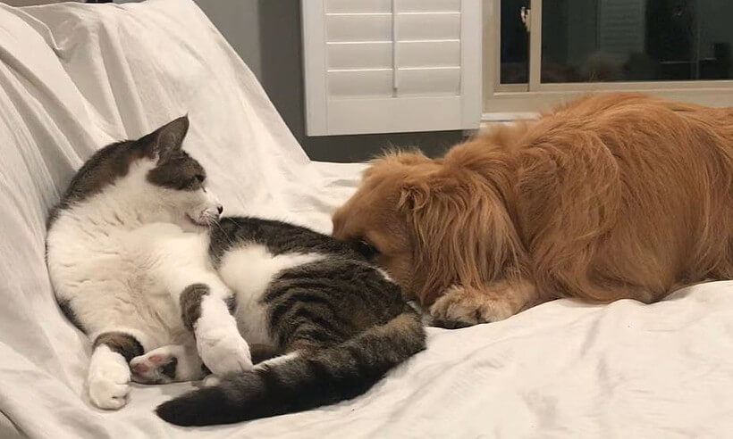 ゴールデンレトリーバー,動画