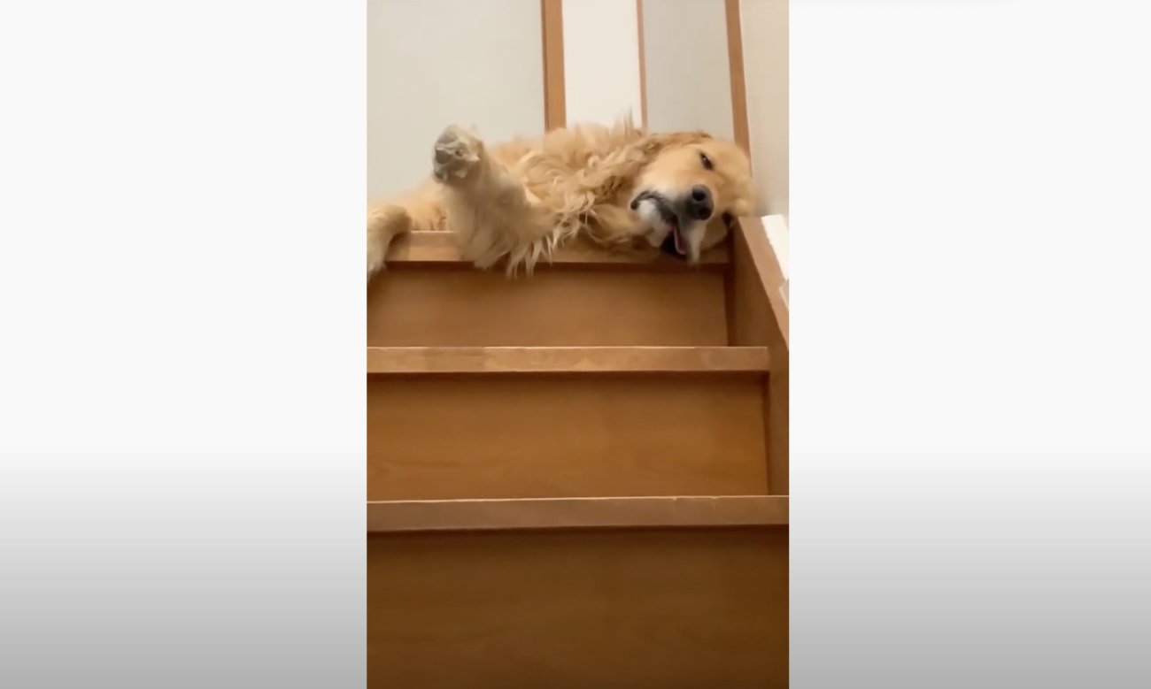 ゴールデンレトリーバー,動画