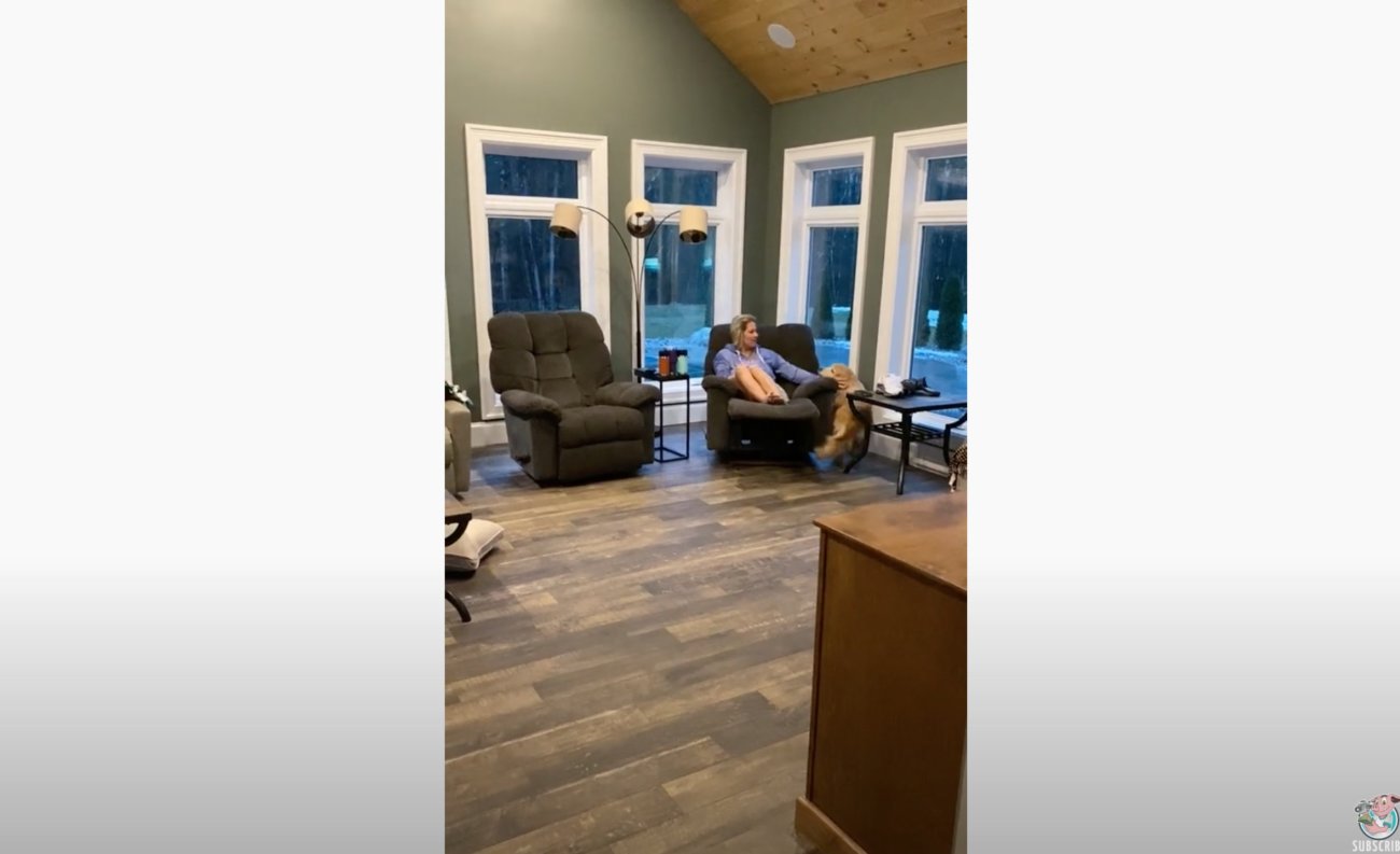 ゴールデンレトリーバー,動画