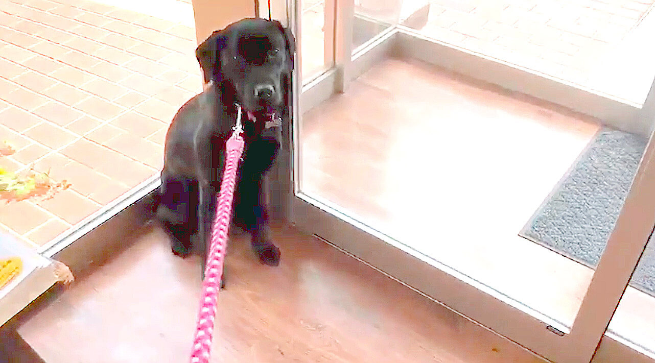 ラブラドールレトリーバー,動画