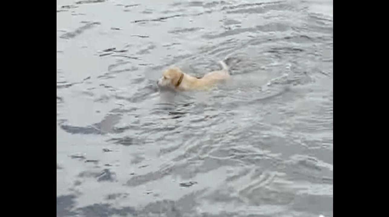 ラブラドールレトリーバー,動画