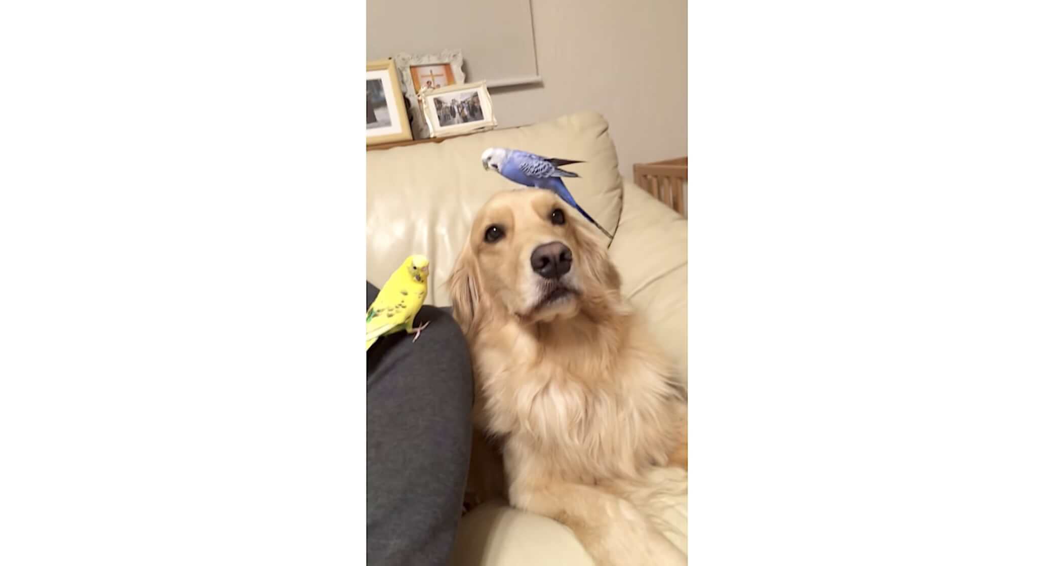 ゴールデンレトリーバー,動画