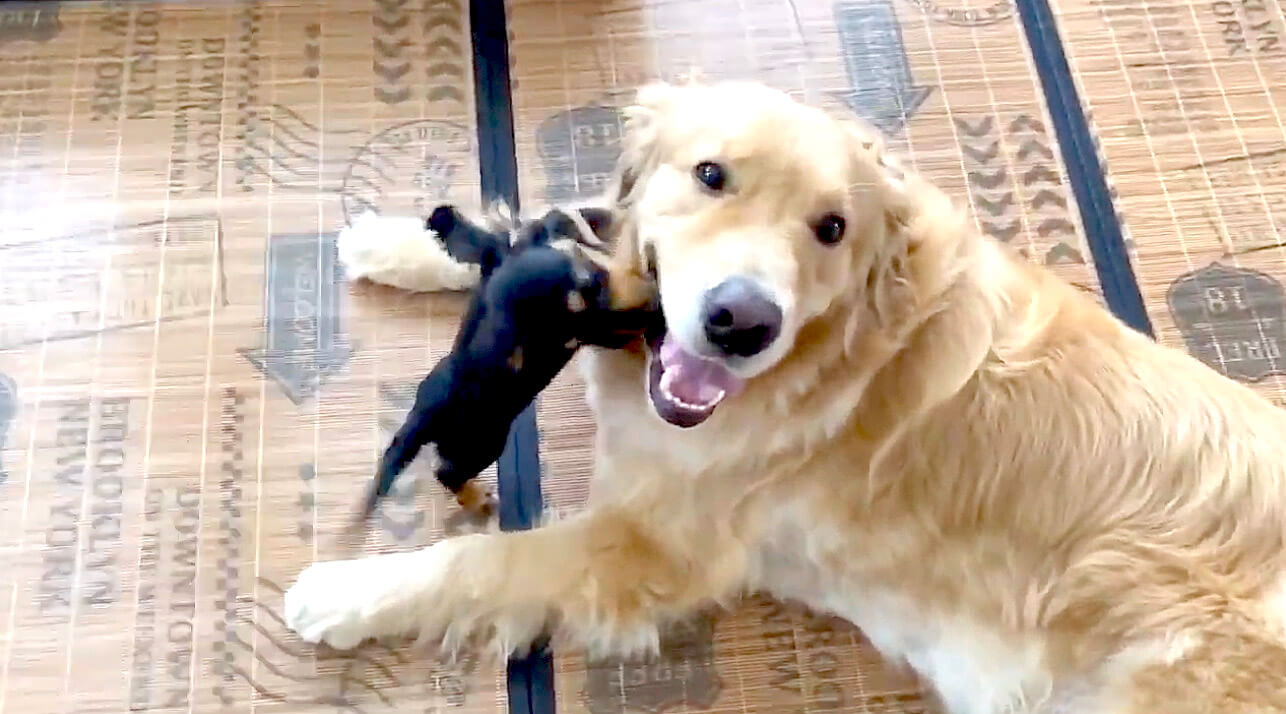 ゴールデンレトリーバー,動画