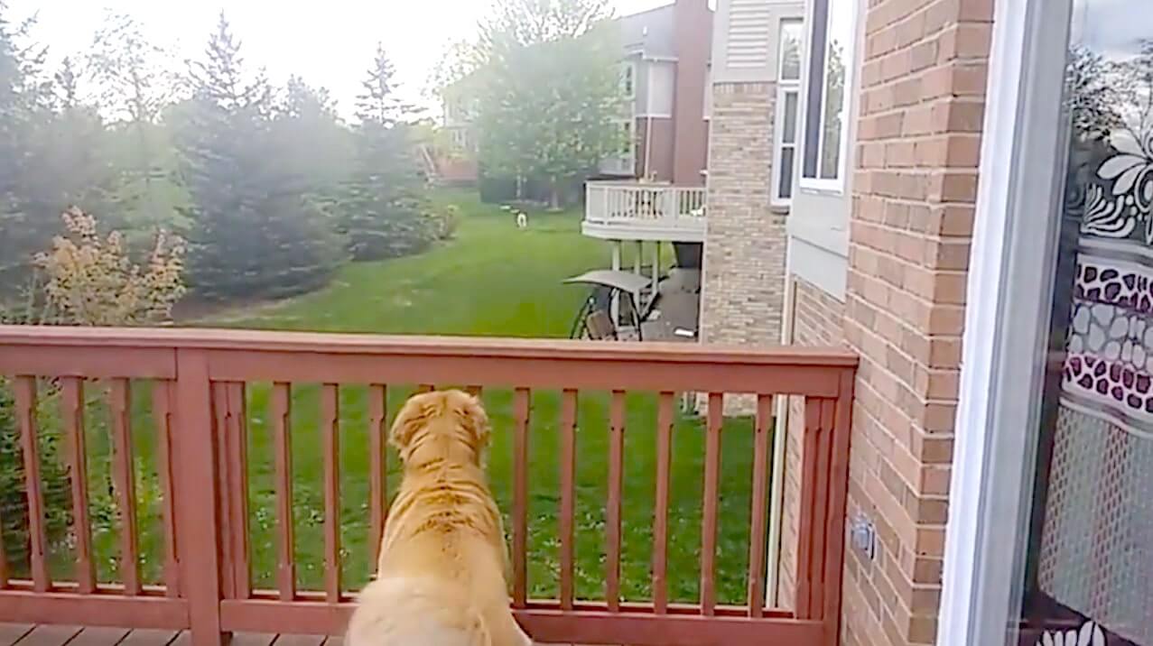 ゴールデンレトリーバー,動画