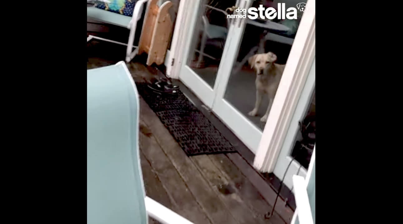 ラブラドールレトリーバー,動画