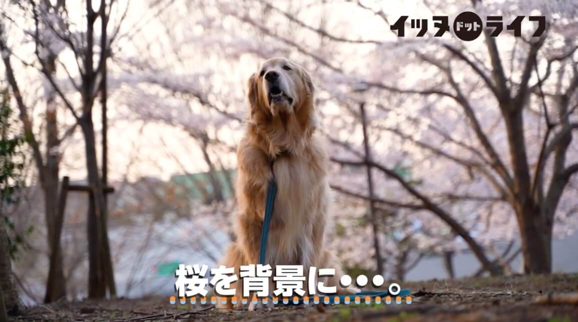 ゴールデン,動画,イッヌドットライフ