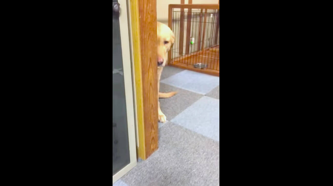 ラブラドールレトリーバー,動画