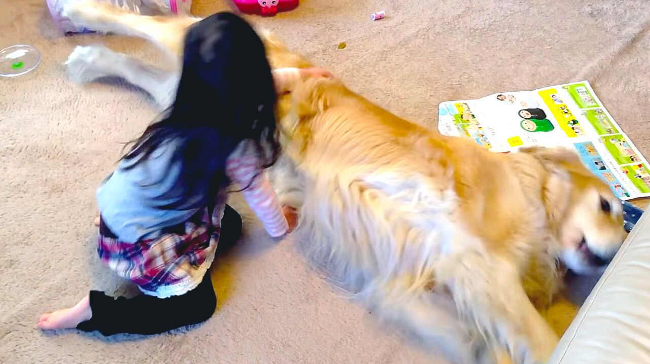 ゴールデンレトリーバー,動画