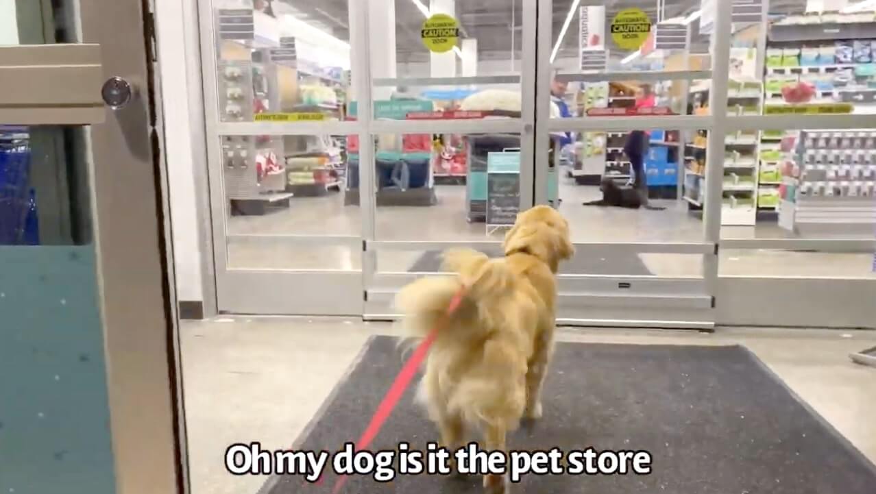 ゴールデンレトリーバー,動画