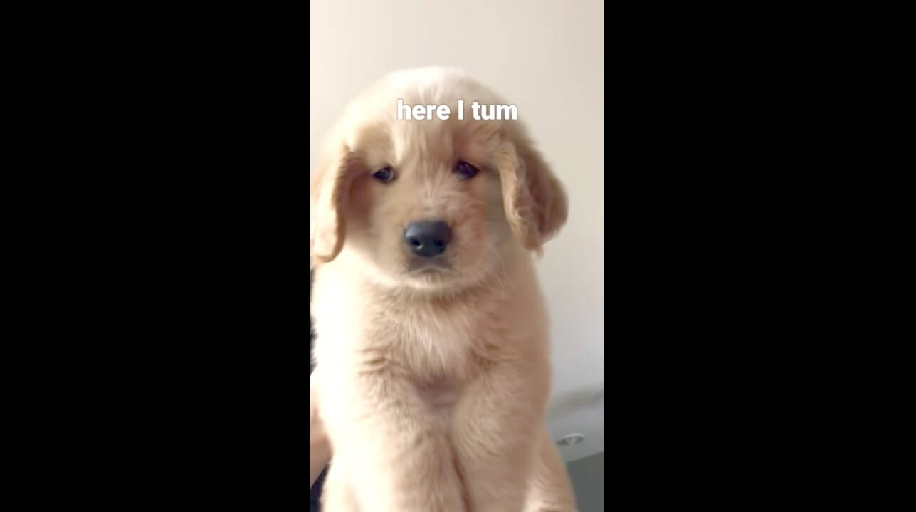 ゴールデンレトリーバー,動画